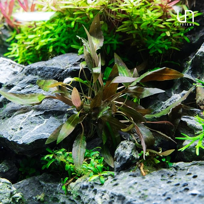 Ultum Nature Systems Cryptocoryne Wendtii Brown Tissue Culture Live Plant for Aquarium, Aquascape, Freshwater Fish Tanks - 100% Snail Free in Vitro
