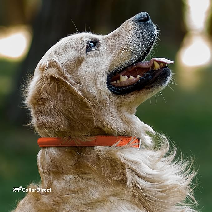 CollarDirect Rolled Leather Dog Collar, Soft Padded Round Puppy Collar, Handmade Genuine Leather Collar Dog Small Large Cat Collars 13 Colors (18-22 Inch, Orange Textured)