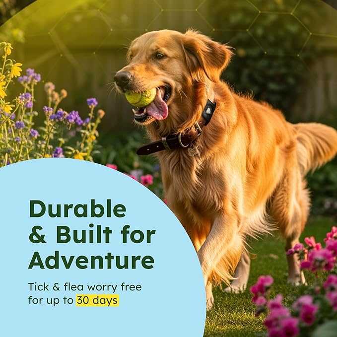 BugMD Paw Guardian Flea & Tick Pendant (2-Pack) with AirTag Holder – Plant-Based Flea & Tick Prevention for Dogs – Pet Collar Tag & GPS Tracker Holder for Dogs – Black