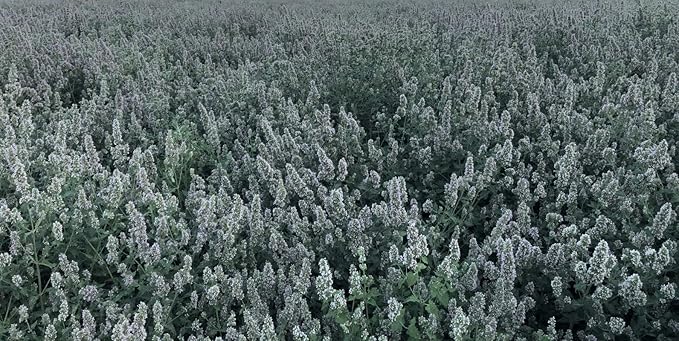 from The Field | Fine Ground Stalkless Catnip | Premium USA-Grown Catnip for Toys & Playtime | Fresh, Potent, Non-Toxic, Eco-Friendly | Safe for Kittens & Cats | Resealable 3.5 oz Tub