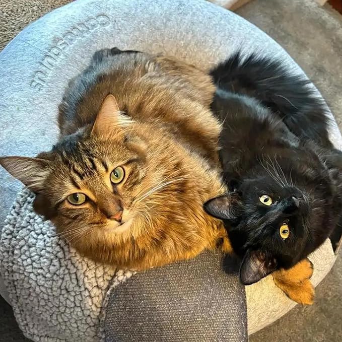 Cattasaurus Peekaboo Cat Cave, Extra Spacious for Multiple & Large Cats 12+ lbs, Scratch Detachable Beds for Indoor Cats, Washable Tunnel Bed, Comfy Cat Donut Tunnel (Dark Gray+Dark Gray, Jumbo)