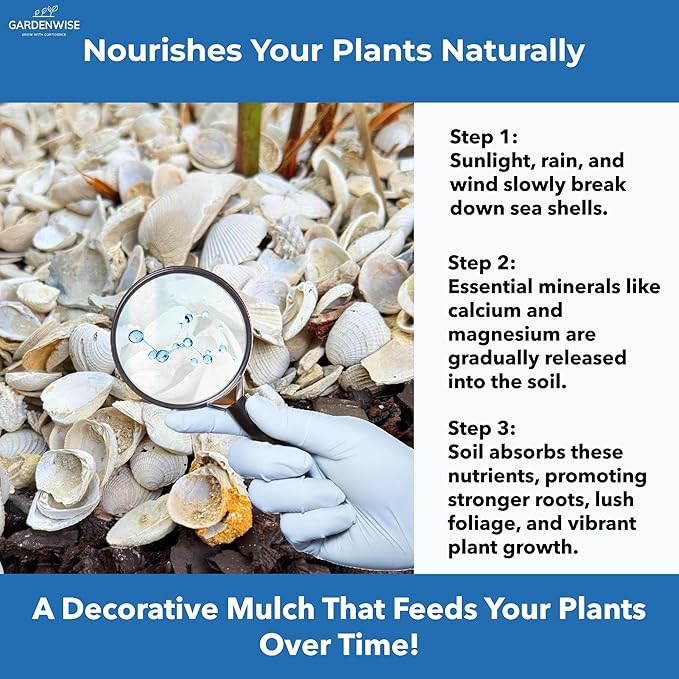 Natural Organic Sea Shell Mulch for Gardens and Landscaping – Decorative and Nutrient-Rich, 0.5–3-Inch Shells, Perfect for Indoor and Outdoor Use (0.3 CF - 8 L - 9 QTS)