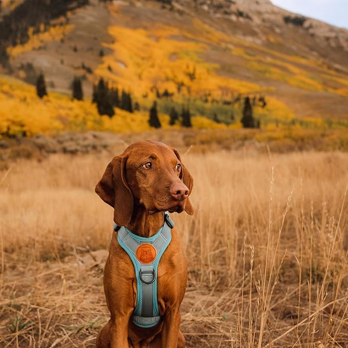 Wilderdog Lightweight Dog Harness with Reflective Straps - Small - Pacific Blue