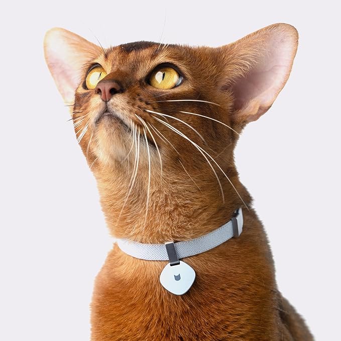 Safety Cat Collar Pro - U.S. IDA Gold Awarding Design, Elastic Quick Release Cat Collar with Buckle Non Breakaway - Lightweight for Kitten All Small Large Cats (Lime Green, S 5.9-11.8")