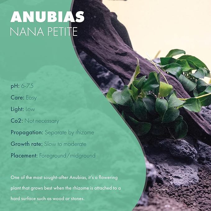Anubias Live Aquarium Plants - Potted Freshwater Plant for Fish Tanks, Terrariums - Beginner Friendly Low Light (Nana Petite, 5 Pots)