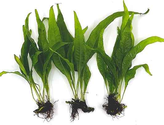 3 Aquatic Plants Bundle | Live Plants for Freshwater Aquariums (3 X Microsorum Java Fern Plants)