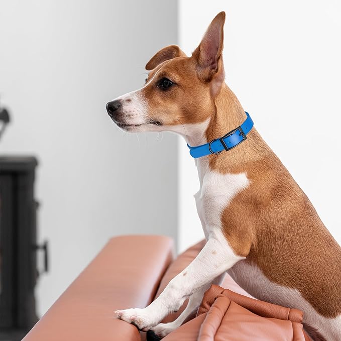 Dogline Biothane Waterproof Dog Collar Strong Coated Nylon Webbing with Black Hardware Odor- Proof for Easy Care Easy to Clean High Performance Fits Small Medium or Large Dogs, Cerulean Blue