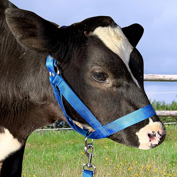 XUANNIAO Easily Adjustable Figure 8 Cow Halter, Double-Ply Premium Livestock Cattle Halters, Colorful Cow Utility Calf Halter with Leading Rope for Miniature Horse Donkey Goat Foal (Small, Blue)