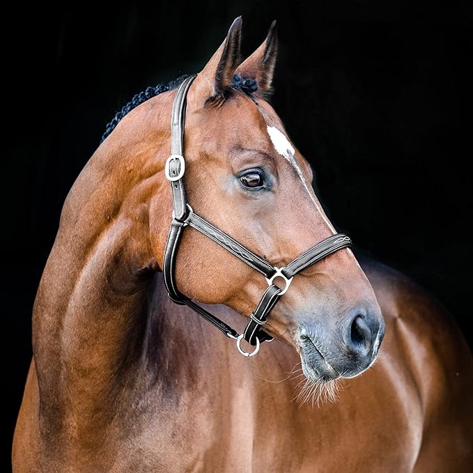 HORZE Warren Soft Adjustable Genuine Leather Horse Halter | Stainless Steel Hardware - Black - Cob