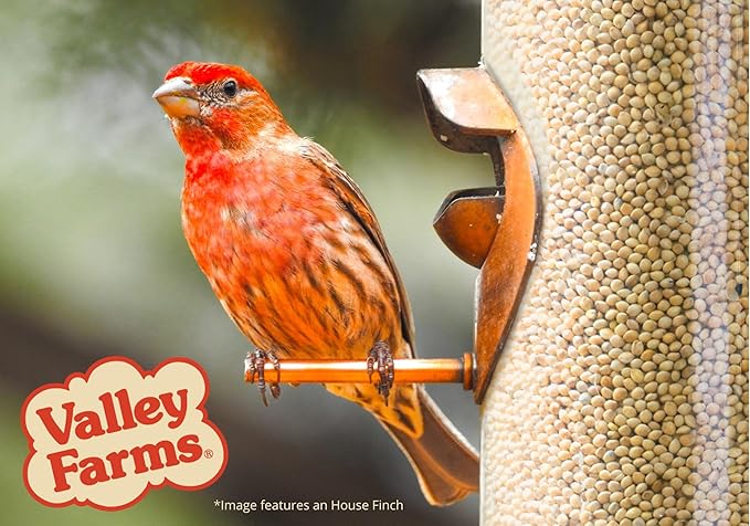 Valley Farms White Millet Wild Bird Seed 5 LB 2-Pack (10 LB Total) for Outside feeders, White proso Millet, Bird Watcher Secret Wild Bird Food