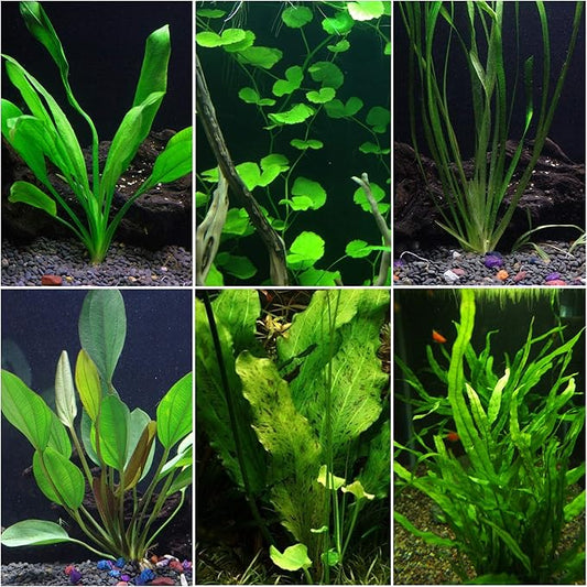 Discus-Warm Water Aquarium Plant Bundle