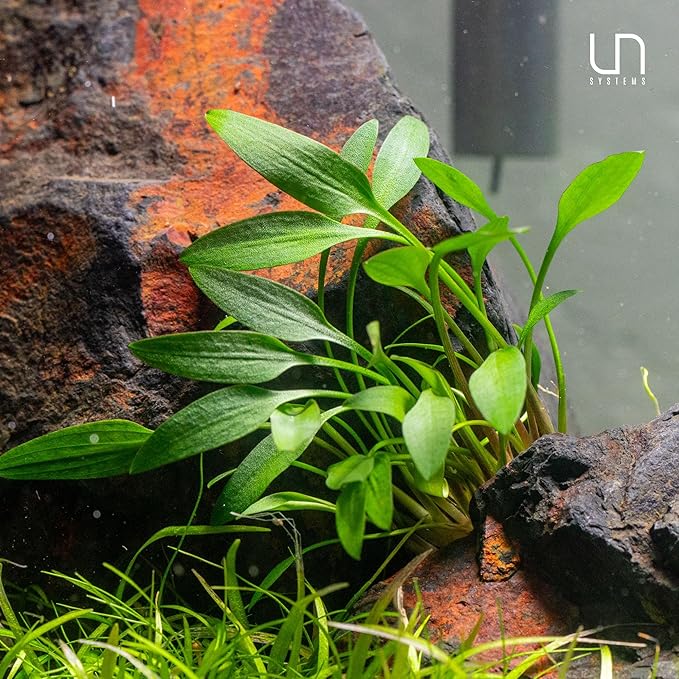 Ultum Nature Systems Cryptocoryne Wendtii Green Tissue Culture Live Plant for Aquarium, Aquascape, Freshwater Fish Tanks - 100% Snail Free in Vitro