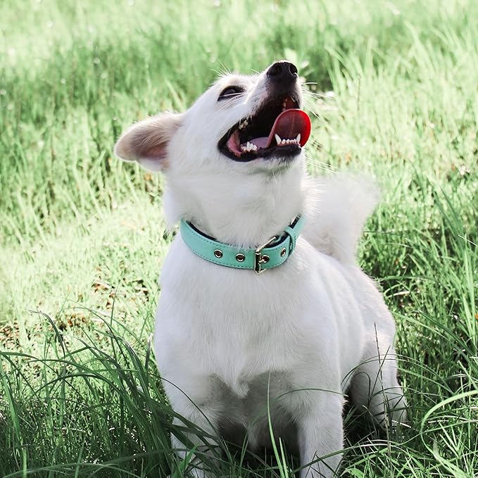 Didog Soft Padded Dog Collars for Small Dogs, Lightweight and Breathable Dog Collar with Metal Buckle, Green, M