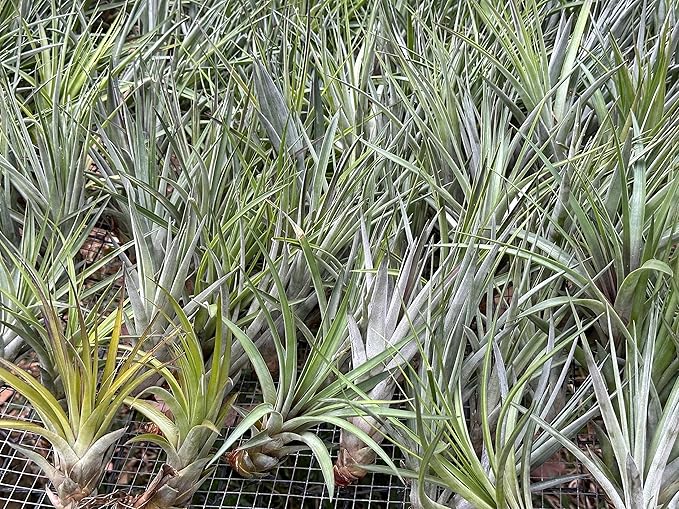 Air Plants - Tillandsia Fasciculata Tricolor, Large 4-6" - 2ct - Live Arrival Guaranteed - House Plants for Home Decor & Gift