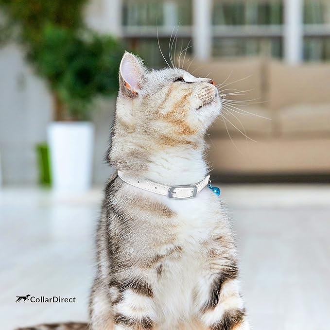 CollarDirect Leather Cat Collar, Kitten Collar with Removable Bell Black Blue Red Orange Lime Green (6-7 Inch, White)