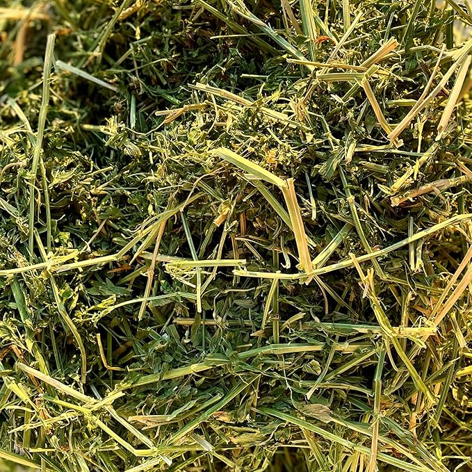 Blue Mountain Hay High-Altitude Hay - Organic Alfalfa, 10lb - High Protein, Fiber & Mineral-Rich - Soft, Leafy, High Leaf Retention - Ideal for Goats, Rabbits, Guinea Pigs & Other Small Animals