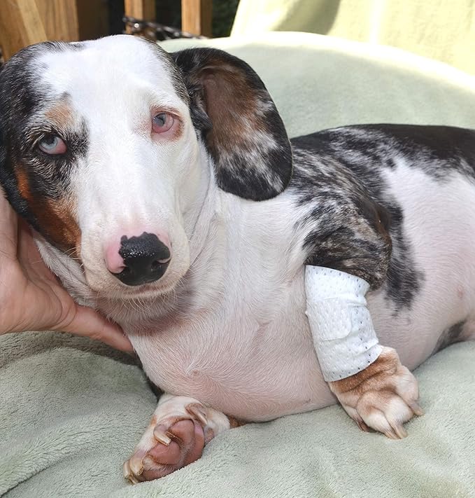 Basic Leg Bandages for Dogs, Cats, Pets -First- aid Non Adhesive Fur Friendly, Soft Stretch Wound Care, hot Spots, Fungus, Adjustable Fastening Strap Value Pack (Medium 20-Pack)