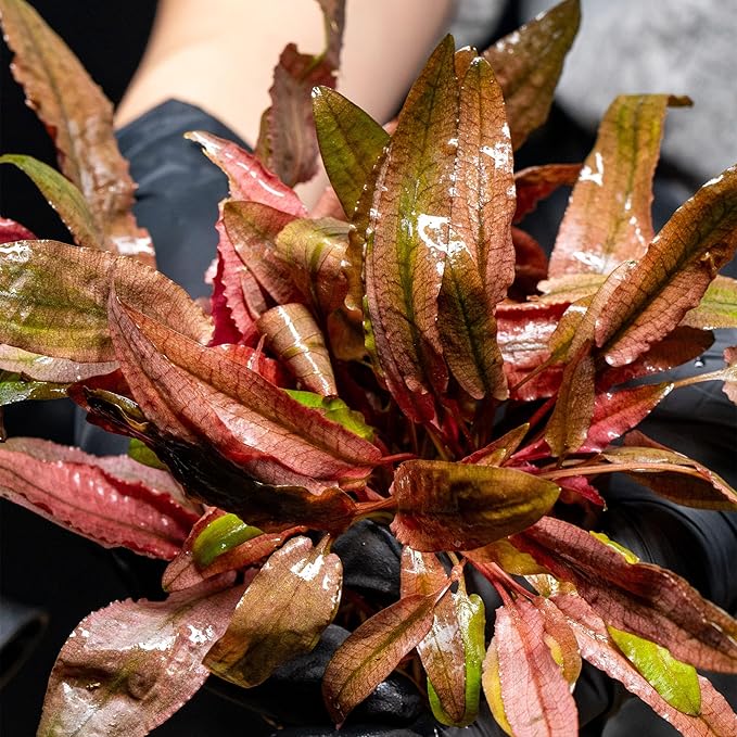 Ultum Nature Systems Cryptocoryne Wendtii Brown Tissue Culture Live Plant for Aquarium, Aquascape, Freshwater Fish Tanks - 100% Snail Free in Vitro